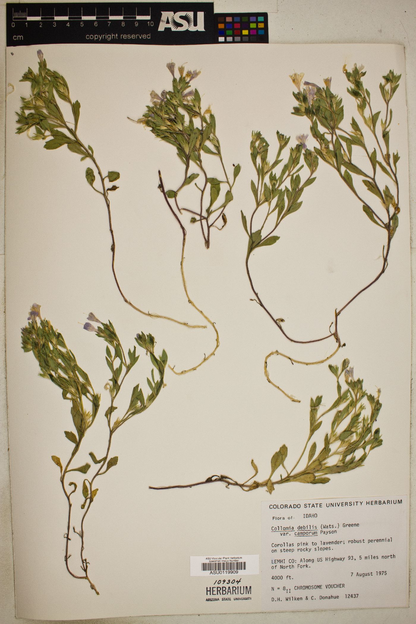 Collomia debilis var. camporum image