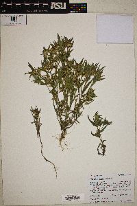 Collomia linearis image