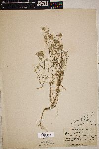 Eriastrum diffusum image