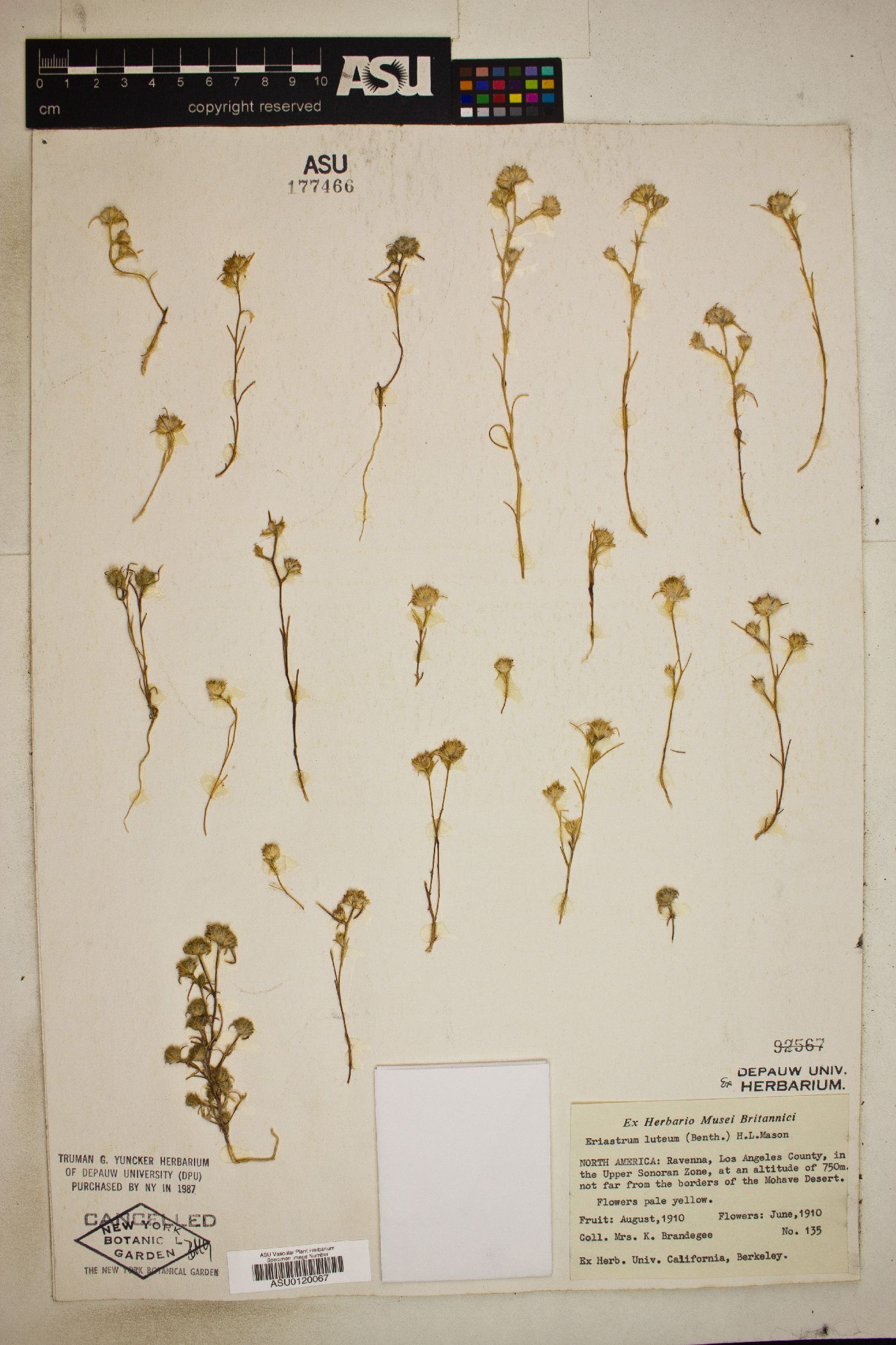 Eriastrum luteum image