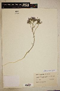 Eriastrum pluriflorum image