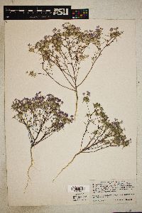 Eriastrum pluriflorum subsp. sherman-hoytae image