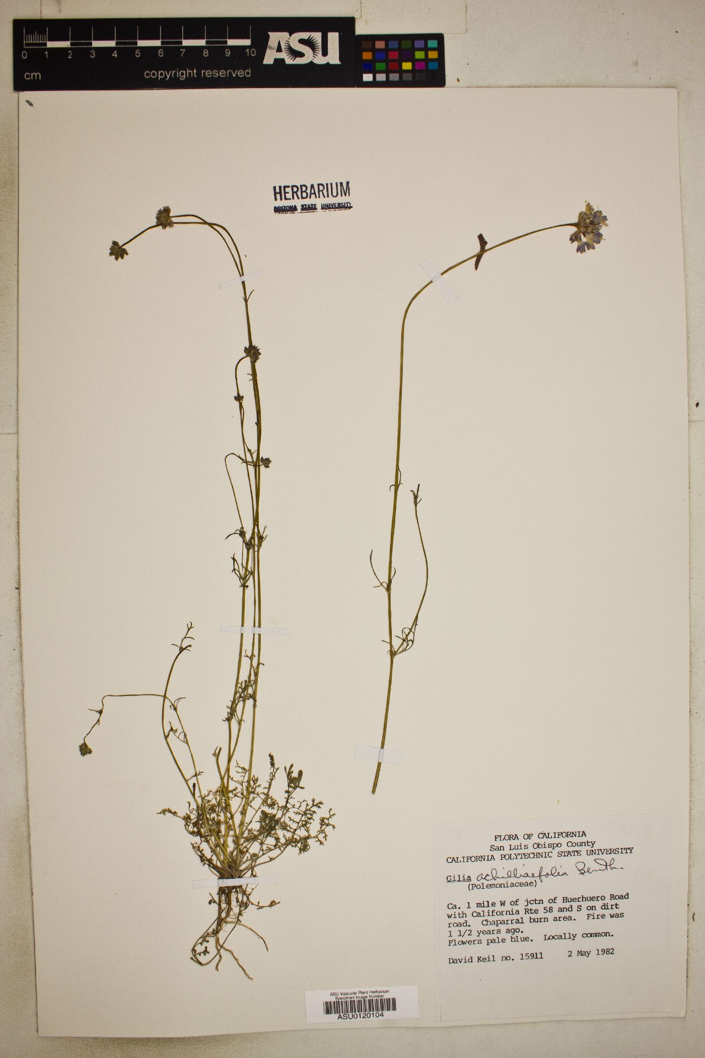 Gilia achilleaefolia image