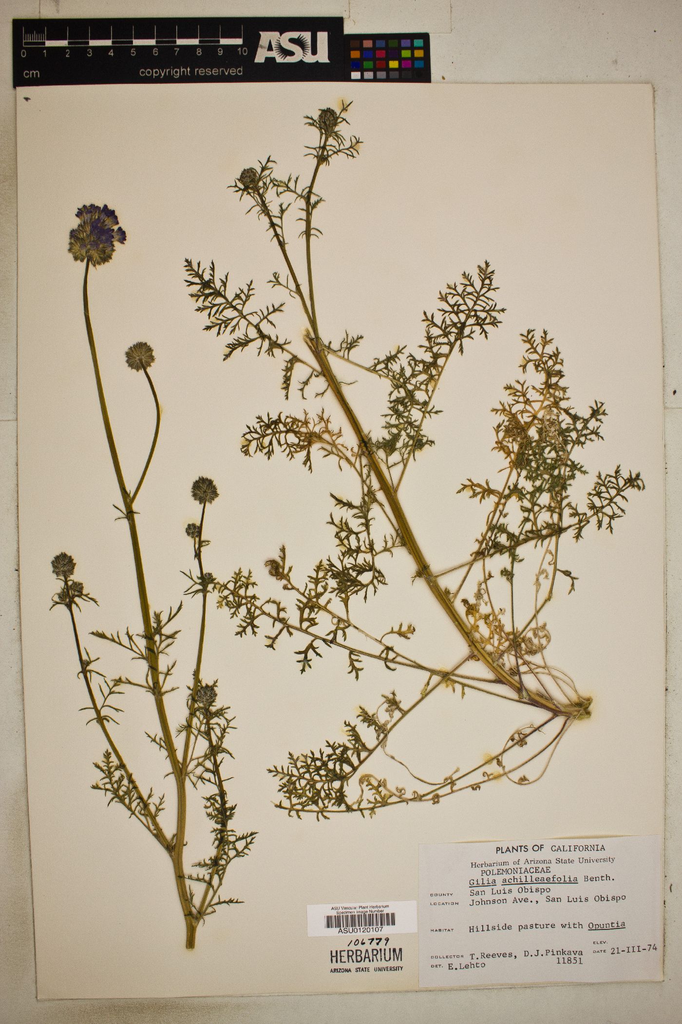 Gilia achilleaefolia image