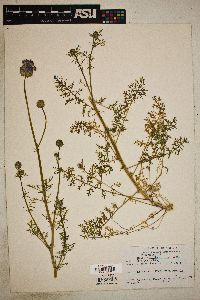 Gilia achilleaefolia image
