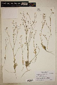 Image of Gilia australis