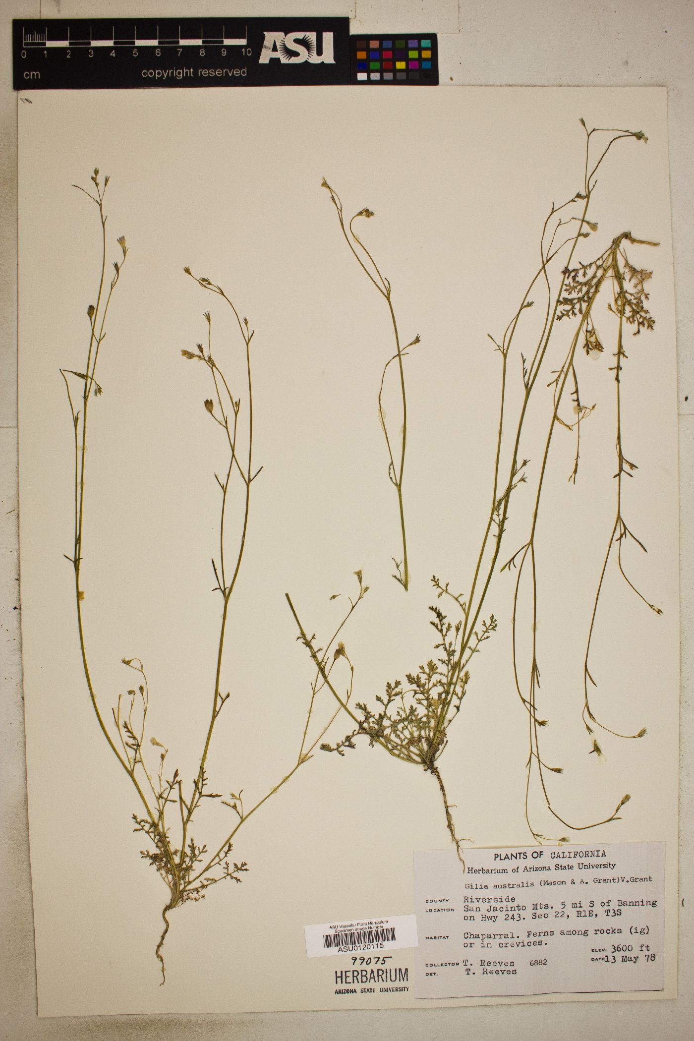 Gilia australis image