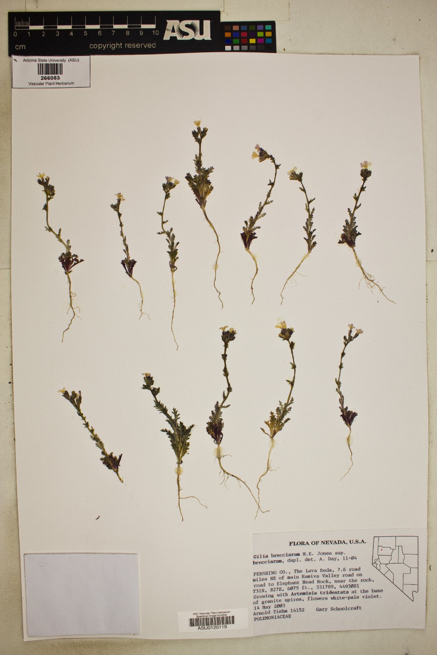 Gilia brecciarum subsp. brecciarum image