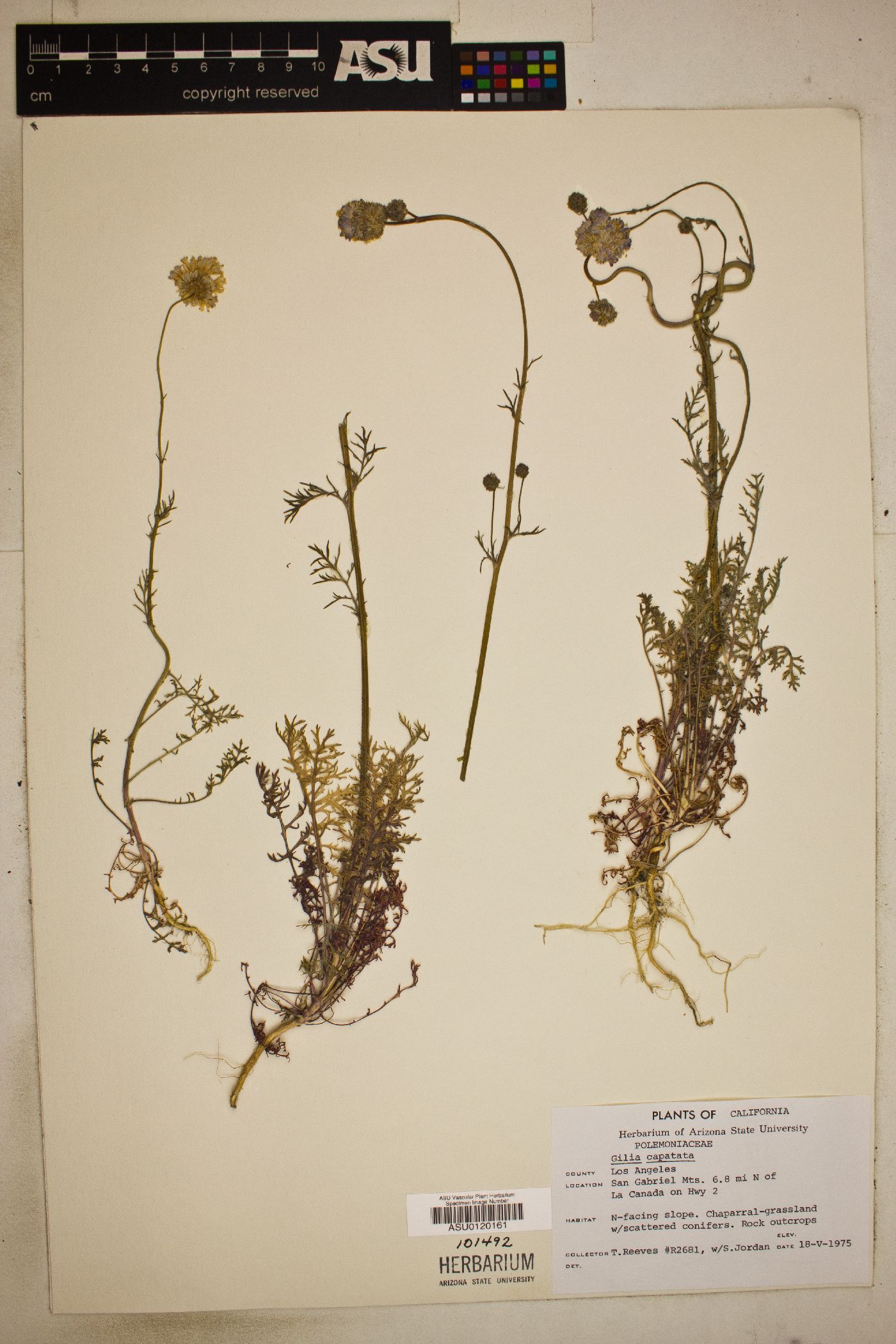 Gilia capitata image