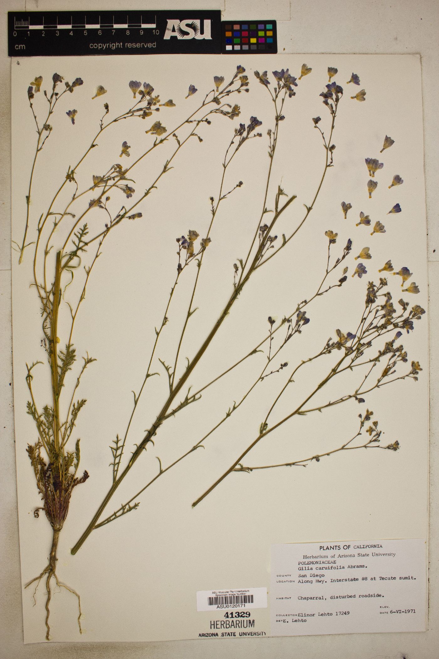 Gilia caruifolia image