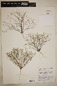 Image of Gilia inyoensis