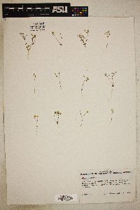 Gilia inyoensis image