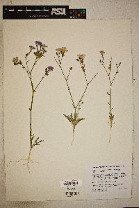 Gilia latiflora subsp. excellens image
