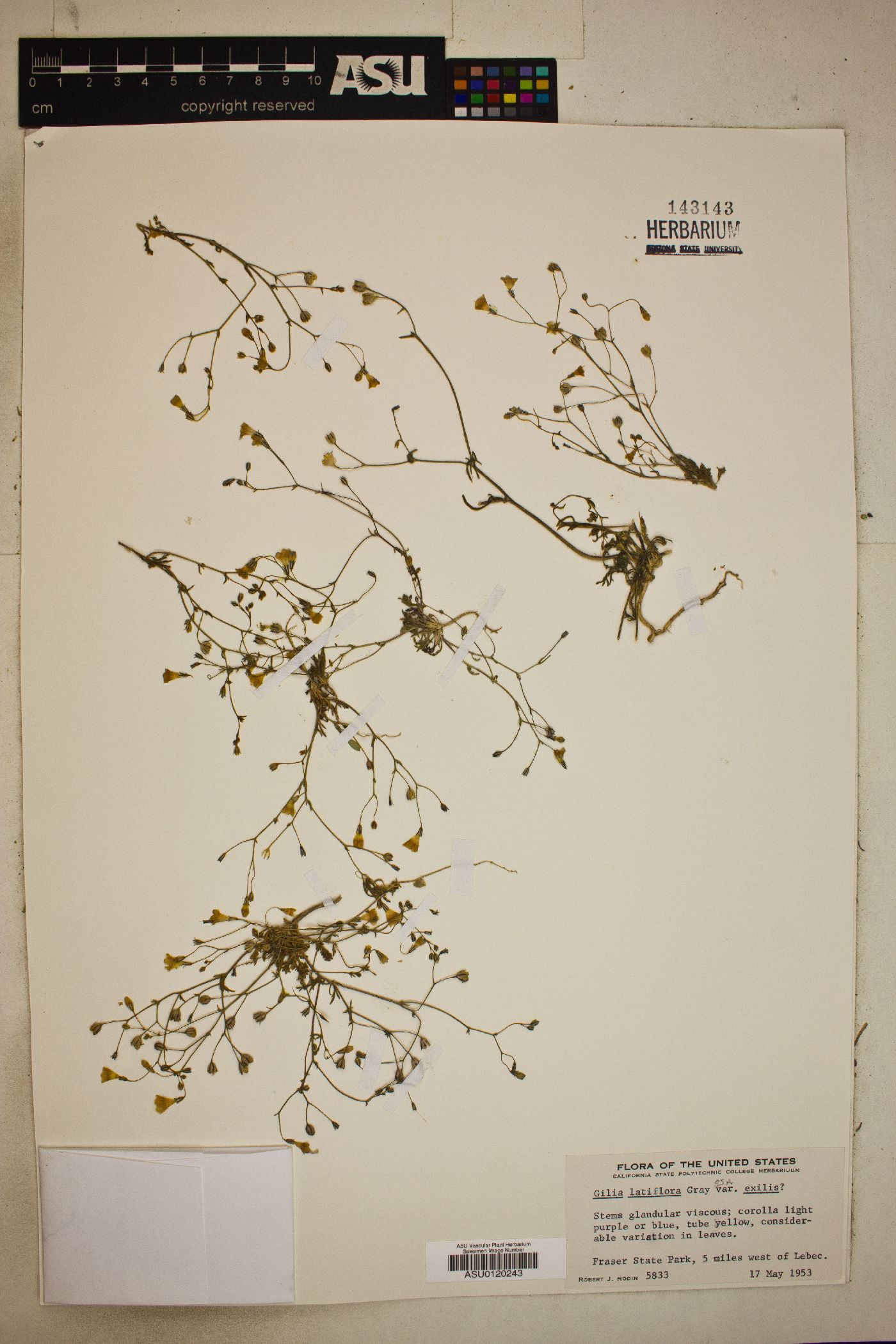 Gilia latiflora subsp. exilis image