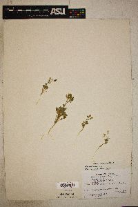 Aliciella latifolia image