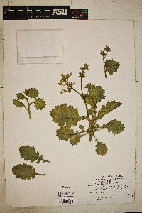 Aliciella latifolia image