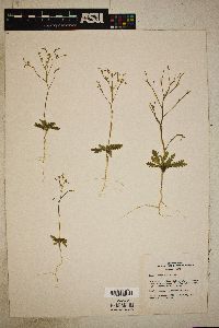 Aliciella leptomeria image