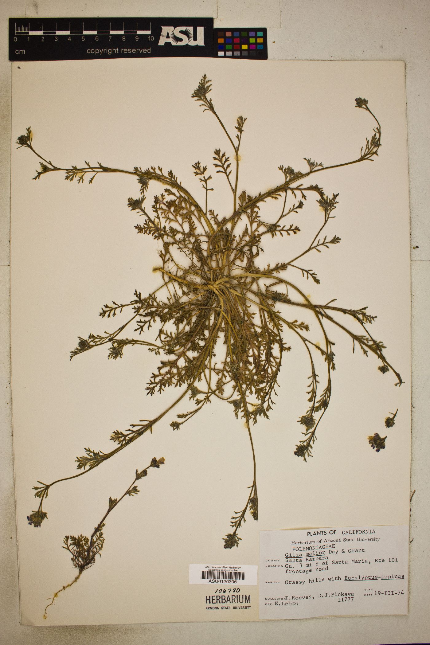 Gilia malior image