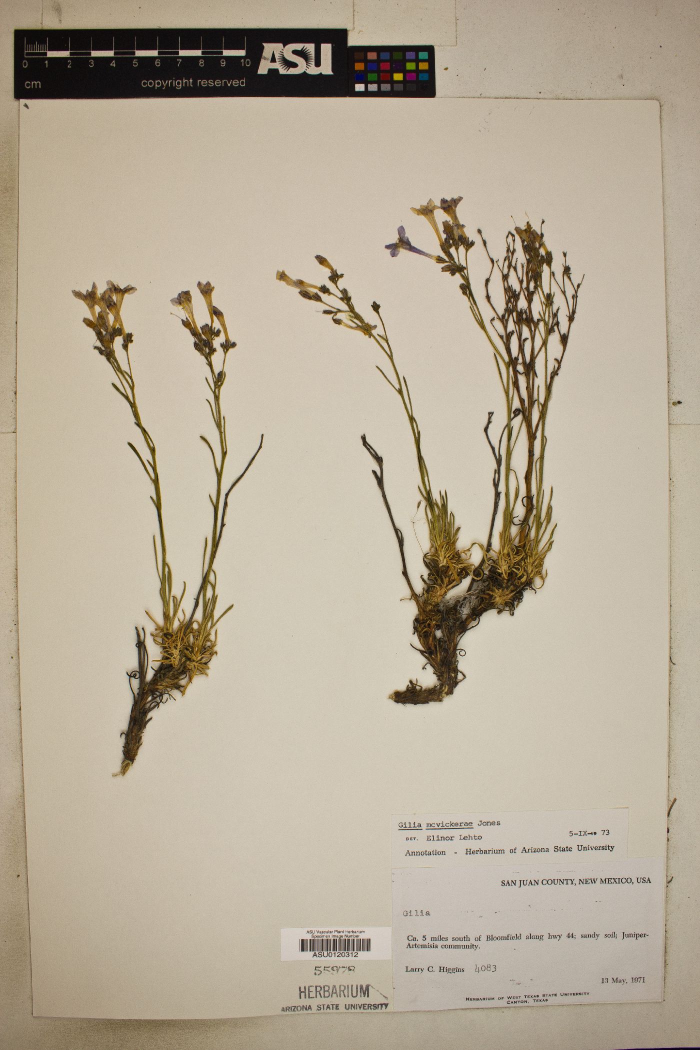Aliciella mcvickerae image