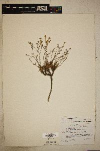 Aliciella mcvickerae image