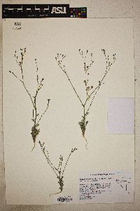 Gilia ophthalmoides image