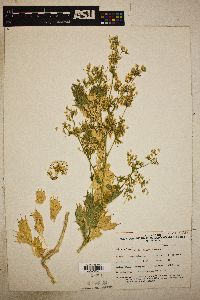 Gilia ripleyi image