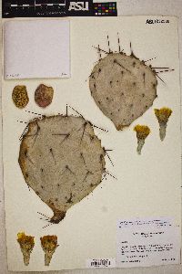 Opuntia macrocentra image