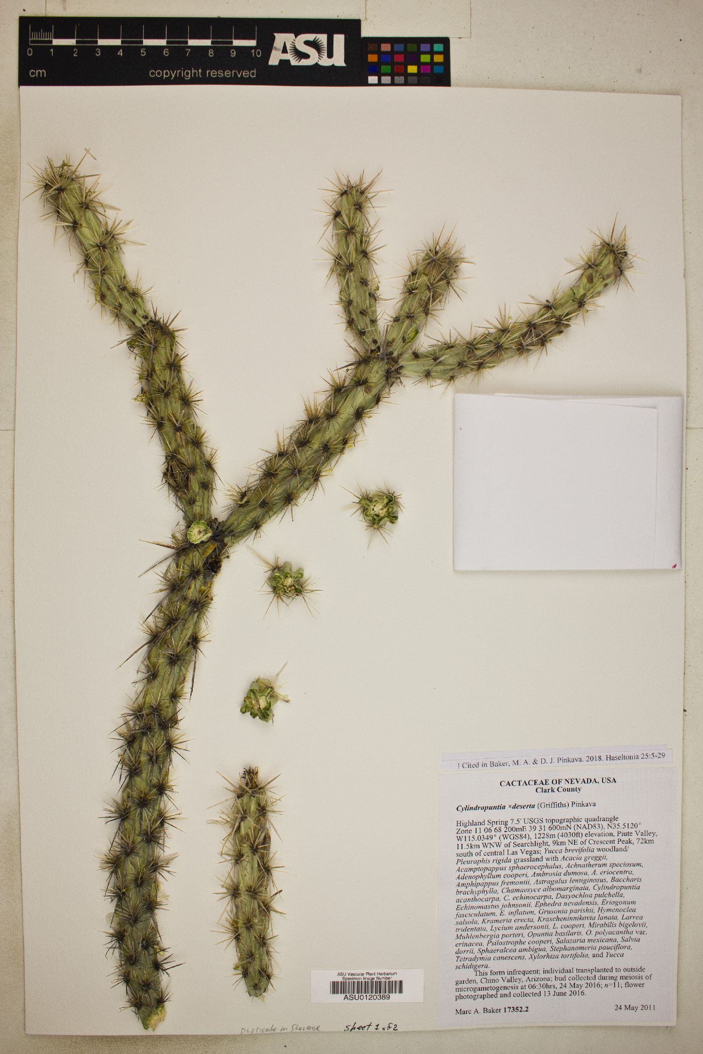 Cylindropuntia X deserta image