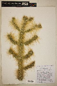 Cylindropuntia chuckwallensis image