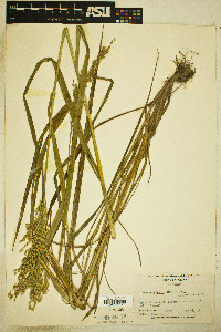 Glyceria obtusa image