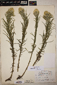 Pseudognaphalium viscosum image