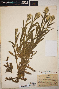 Image of Pseudognaphalium beneolens