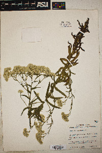 Image of Pseudognaphalium oxyphyllum