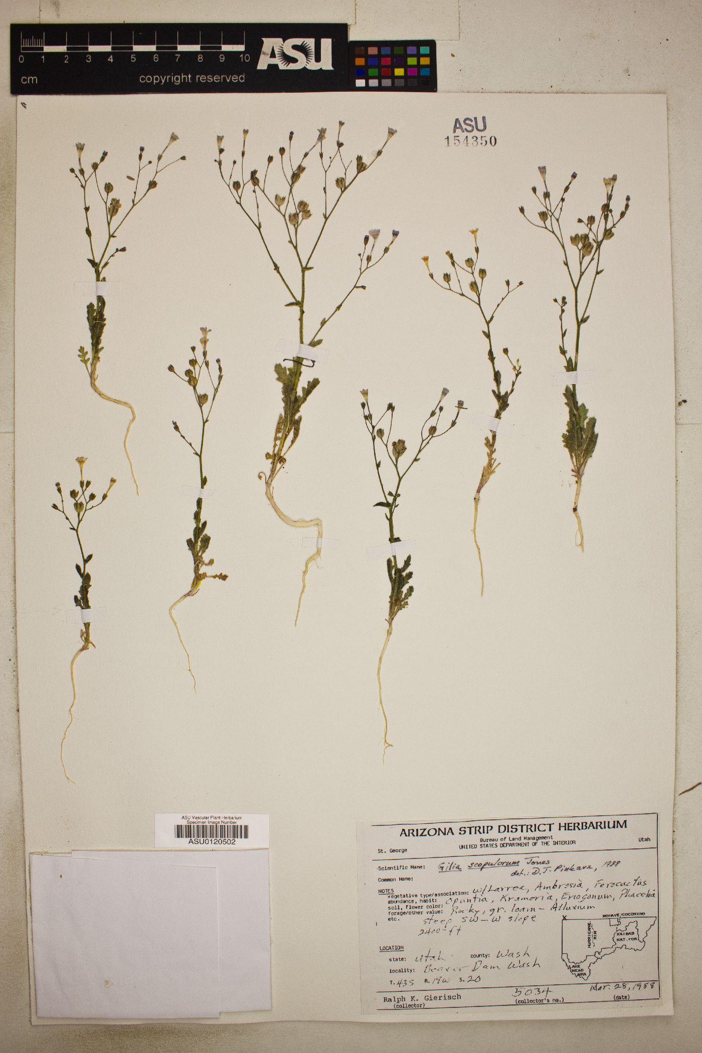 Gilia scopulorum image