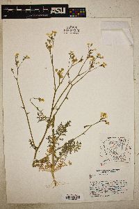 Gilia stellata image