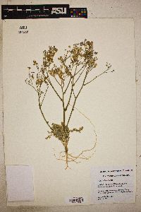 Gilia stellata image