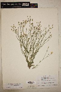 Gilia stewartii image