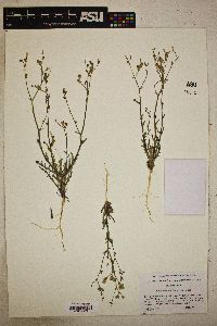 Gilia sinuata image