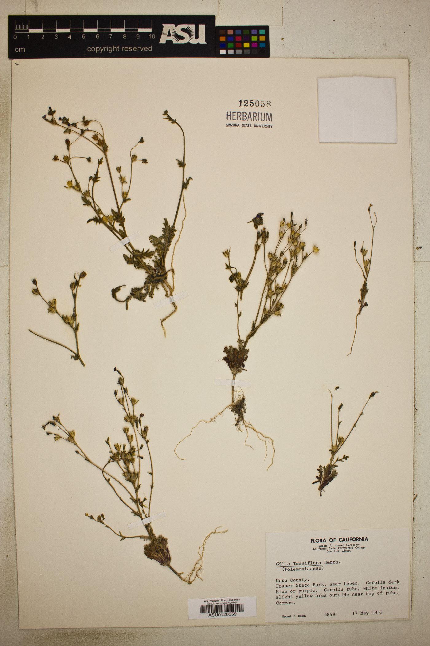 Gilia tenuiflora image