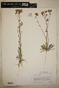 Gilia tenuiflora image