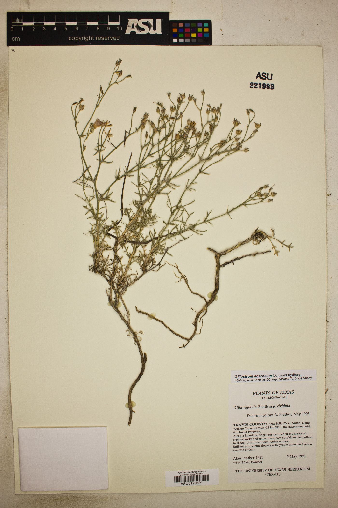 Gilia rigidula subsp. rigidula image