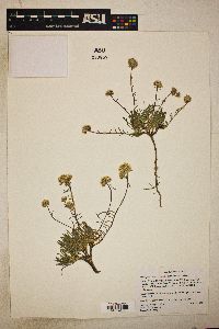 Ipomopsis congesta subsp. crebifolia image