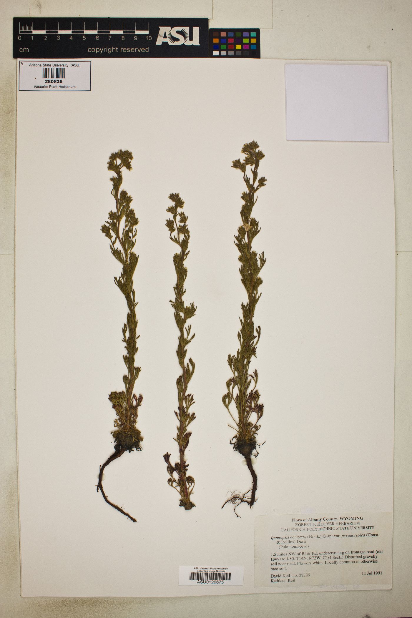 Ipomopsis congesta subsp. pseudotypica image