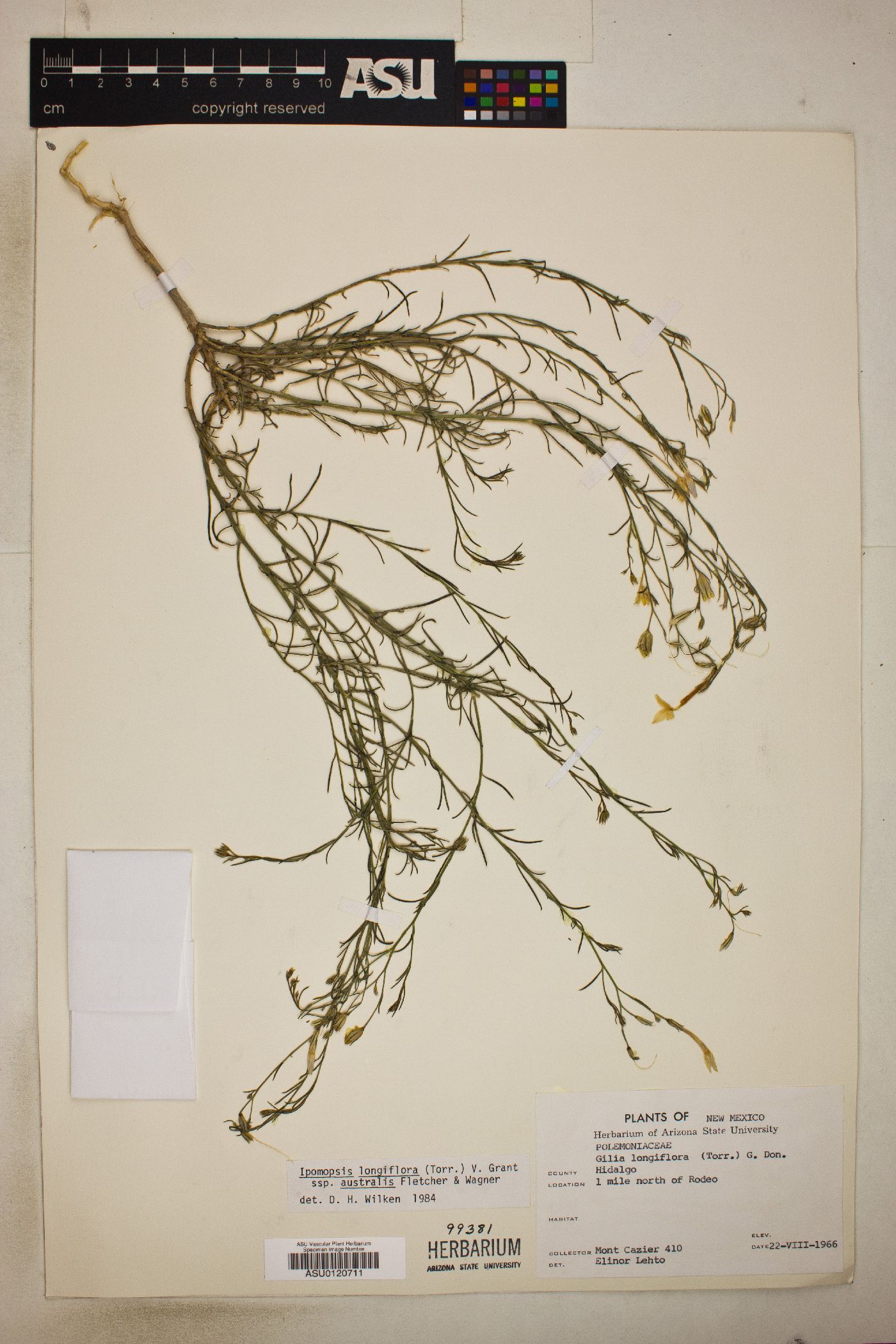 Ipomopsis longiflora subsp. australis image