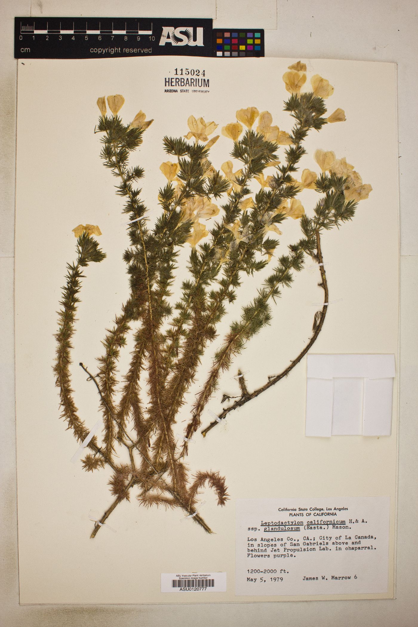 Leptodactylon californicum subsp. glandulosum image