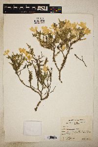 Leptodactylon californicum image
