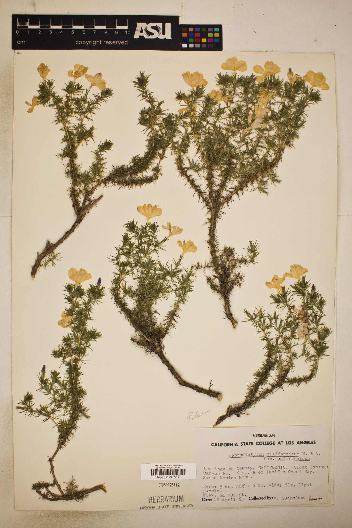 Leptodactylon californicum subsp. californicum image