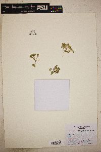 Linanthus maculatus image