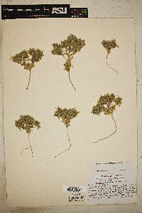 Loeseliastrum matthewsii image