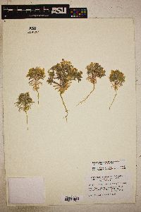 Loeseliastrum matthewsii image